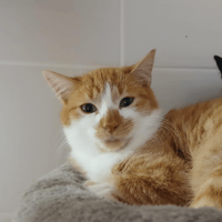 MOHAWKS, chat à adopter