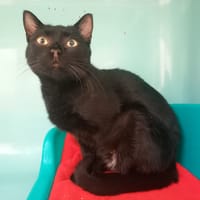 POIL PILE QCT, chatte à adopter