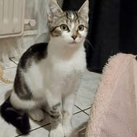 ALBA, chatte à adopter