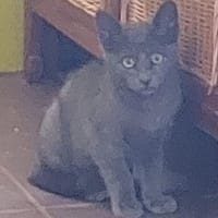 TAO, chat à adopter