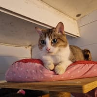 Winifred, chat à adopter