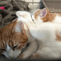 PERSIL C, chat à adopter