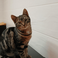 JOSI, chat à adopter