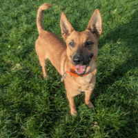 ARISTOTE, chien à adopter