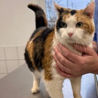 Rory, chatte à adopter