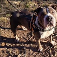 Atyla, chienne à adopter