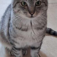 Lumen, kot do adopcji