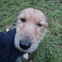 Melcia, suczka do adopcji