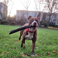 TATUM, le magnifique !, chien à adopter