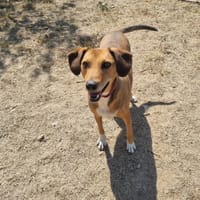 Sandy, chienne à adopter