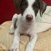 L'affectueuse LOVELY !, chienne à adopter