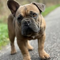 Atchoum, chien à adopter