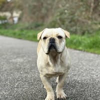 Augustin, chien à adopter