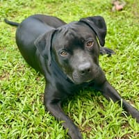 Tito, mâle croisé berger, né le 10/02/2022 🐶, chien à adopter