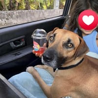 Soly, femelle croisée berger, née le 01/05/2024, chienne à adopter