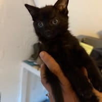 chagall, chatte à adopter