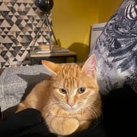 mielle, chatte à adopter