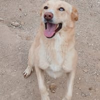 ZOLA (Lara), chienne à adopter
