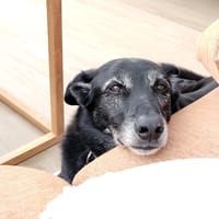 MIA (Las Torres), chienne à adopter