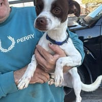 BILBO (Martina), chien à adopter