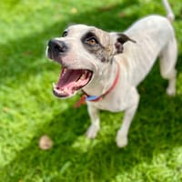 Hanae, femelle croisée berger née le 03/11/2023 🐶, chienne à adopter