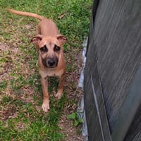 Anuka, femelle berger, née le 15/06/2025 🐶, chienne à adopter