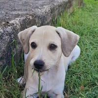 Yuno, femelle X border née le 14/09/2025, chienne à adopter