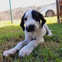 Tio, mâle X border né le 15/09/2025, chien à adopter