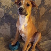 Spooky, mâle croisé berger, né le 15/06/2025🐶, chien à adopter