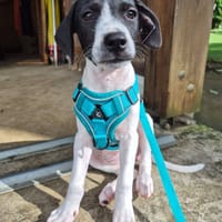 Liddy, femelle berger, née le 15/09/2025, chienne à adopter