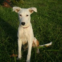 Hikari, femelle X croisé berger , née le 25/07/2025 🐶, chienne à adopter