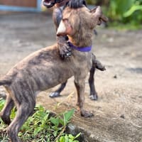 FILOU, Mâle croisé croisé, né le 21/09/2025, chien à adopter