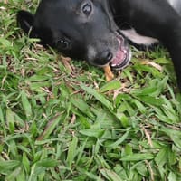 Belko, mâle X berger, né le 26/09/2025 🐶, chien à adopter