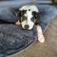 Ahès, femelle berger, née le 15/09/2025, chienne à adopter