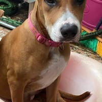 Aéla, femelle croisée berger, née le 15/06/2025 🐶, chienne à adopter