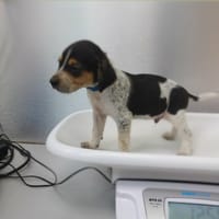 Vaillant, l'adorable loulou, chien à adopter