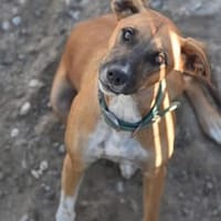 Ragna, chien à adopter