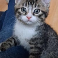 Aristo, chat à adopter