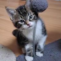 Artiste, chat à adopter