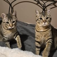 ASTRA et AVANA, chatte à adopter