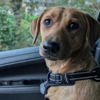 Dixy la joyeuse et dynamique louloute, chienne à adopter