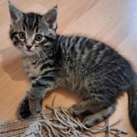 Arlequin, chat à adopter