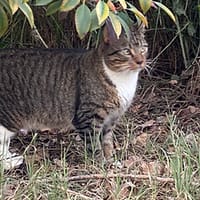 Padiablo, chat à adopter