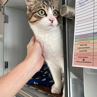 Pippin, chat à adopter