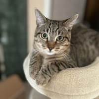 Volt, chat à adopter