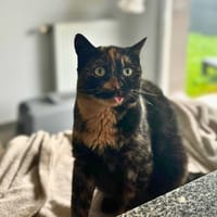 Scream, chatte à adopter