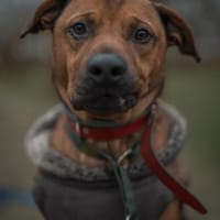 Nugat , pies do adopcji