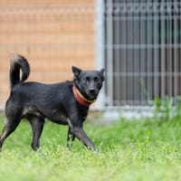 Tulik, pies do adopcji