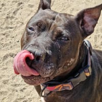 Piri, suczka do adopcji