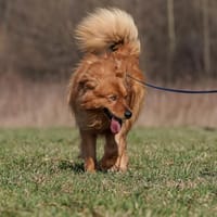 Marvel, pies do adopcji